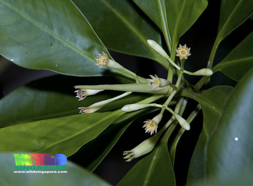 Small-leafed Orange Mangrove (Flora Singapore List B) · INaturalist