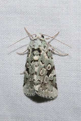 Bryolymnia viridata