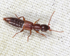 Achenomorphus corticinus