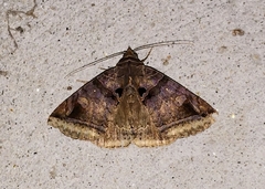 Celiptera levina