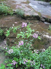 Phlox maculata
