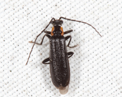 Rhagonycha angulata