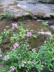 Phlox maculata