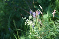 Seseli condensatum