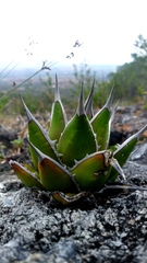 Agave convallis