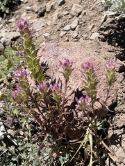 Orthocarpus cuspidatus