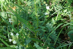 Seseli condensatum