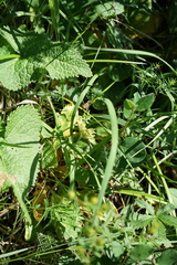 Primula veris macrocalyx