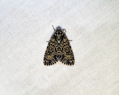 Acronicta heitzmani