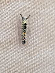 Orgyia pseudotsugata