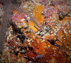 Galathea australiensis