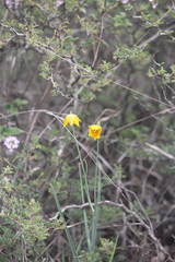 Calochortus barbatus