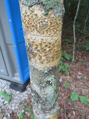 Bathelium carolinianum