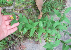 Hypericum nudiflorum