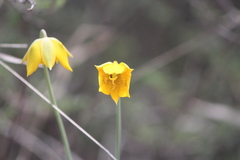 Calochortus barbatus