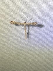 Stenoptilodes brevipennis
