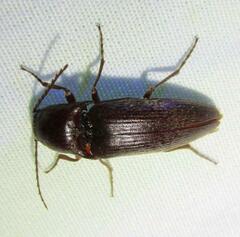 Diplostethus texanus