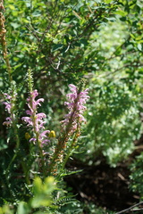 Pedicularis elata