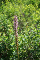Pedicularis elata