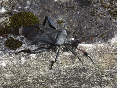 Pachylis acutangulus