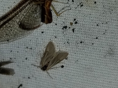 Acentria ephemerella