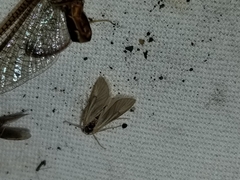 Acentria ephemerella