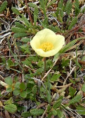 Papaver radicatum