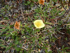 Papaver radicatum