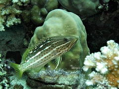 Anyperodon leucogrammicus