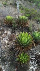 Agave convallis