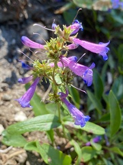 Penstemon albertinus