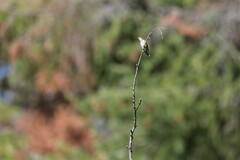 Selasphorus calliope