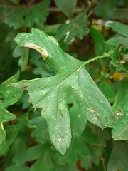 Phyllonorycter oxyacanthae