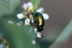 Chrysochus auratus