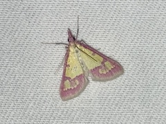 Choristostigma roseopennalis