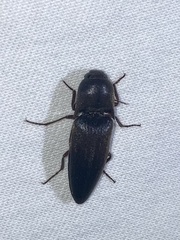 Diplostethus opacicollis