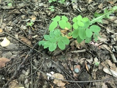 Astragalus glycyphyllos