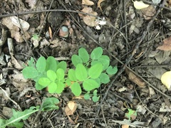 Astragalus glycyphyllos