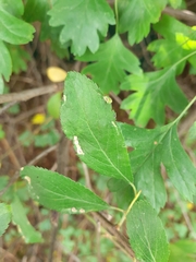 Eriophyes prunispinosae