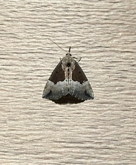 Hypena bijugalis