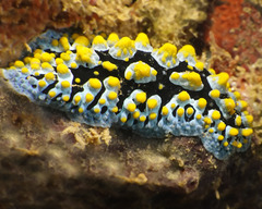 Phyllidia varicosa
