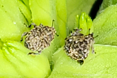 Acanthoscelidius acephalus