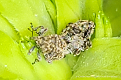 Acanthoscelidius acephalus