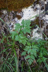 Aegopodium alpestre
