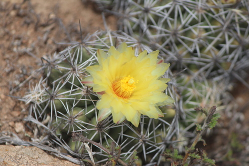 Thelocactus leucacanthus