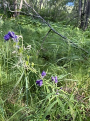 Aconitum delphiniifolium