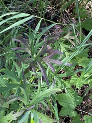 Aconitum delphiniifolium