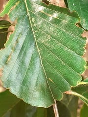 Aceria nervisequa