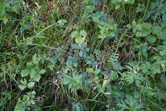 Cotoneaster uniflorus