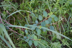 Cotoneaster uniflorus